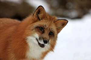 American Red Fox (Vulpes vulpes fulva) adult, close-up of head, in snow, Montana, U. S. A. winter (captive)