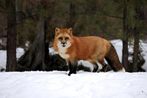 American Red Fox (Vulpes vulpes fulva) adult, standing in snow, Montana, U. S. A. winter (captive)