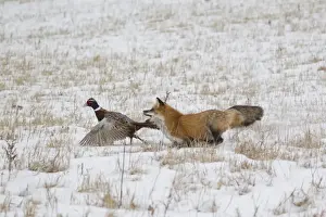 American Red Fox (Vulpes vulpes fulva) adult female, running in snow covered field capturing Common Pheasant