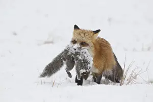 American Red Fox (Vulpes vulpes fulva) adult female, carrying Eastern Grey Squirrel (Sciurus carolinensis) adult