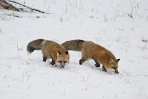 American Red Fox (Vulpes vulpes fulva) adult pair, walking on snow, Minnesota, U. S. A. January (captive)