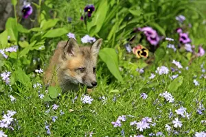 American Red Fox (Vulpes vulpes fulva) ten-weeks old cub, standing amongst flowers in meadow, Montana, U. S. A. june (captive)