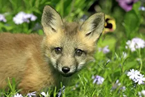 American Red Fox (Vulpes vulpes fulva) ten-weeks old cub, close-up of head, amongst flowers in meadow, Montana, U. S. A
