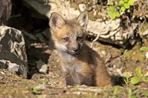American Red Fox (Vulpes vulpes fulva) ten-weeks old cub, sitting at den entrance, Montana, U. S. A. june (captive)