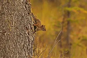Jasper Prints: American Red Squirrel (Tamiasciurus hudsonicus) adult