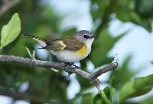 Song Bird Prints: American Redstart (Setophaga ruticilla) adult female