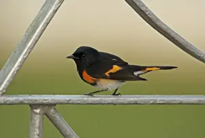 West Indian Prints: American Redstart (Setophaga ruticilla) adult male