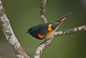 American Redstart (Setophaga ruticilla) adult male, perched on branch, Port Antonio, Jamaica, march