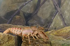 Aliens Prints: American River Crayfish (Orconectes limosus) introduced species