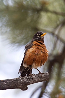 Turdus Prints: American Robin after bathing - Utah, USA