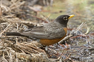 Turdus Prints: American Robin at drinking pool - Utah, USA