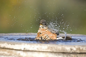 Thrush Prints: American Robin (Turdus migratorius) adult