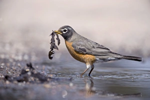 Thrush Prints: American Robin (Turdus migratorius) adult female