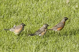 Parent Prints: American Robin (Turdus migratorius) adult female with two young