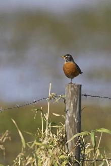 Thrush Prints: American Robin (Turdus migratorius) adult male