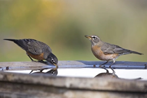 Thrush Prints: American Robin (Turdus migratorius) two adults