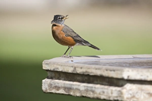 Bill Prints: American Robin (Turdus migratorius) juvenile