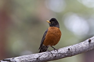 American Robin - Utah, USA