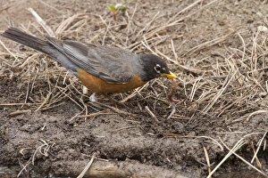 Turdus Prints: American Robin with worm in its bill - Utah, USA