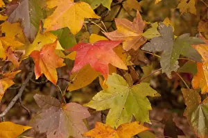 Color Prints: American Sweetgum (Liquidamber styraciflua) close-up of leaves
