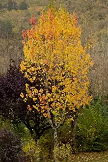 American Sweetgum (Liquidamber styraciflua) introduced species, habit, leaves in autumn colour, Dordogne, France