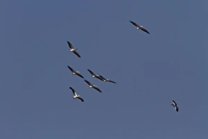 Eastern Prints: American White Ibis (Eudocimus albus) adult, in flight, with food in beak
