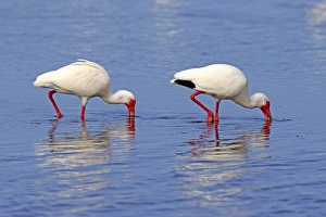 Shallows Prints: American White Ibis (Eudocimus albus) two adults