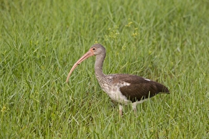 Ibises Prints: American White Ibis (Eudocimus albus) juvenile