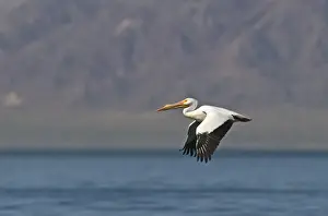 Californian Prints: American White Pelican (Pelecanus erythrorhynchos) adult