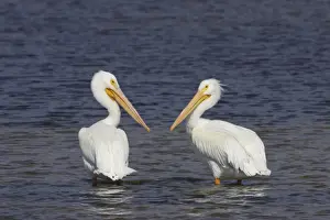 American White Pelican (Pelecanus erythrorhynchos) adult pair, non-breeding plumage, standing in water, Ding Darling N. W. R. florida, USA