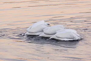 Animals USA Prints: American White Pelican (Pelecanus erythrorhynchos) three adults