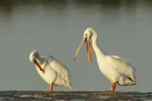 American White Pelican (Pelecanus erythrorhynchos) two adults, breeding plumage, preening