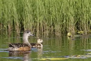 Alaskan Prints: American Wigeon (Anas americana) adult female with duckling
