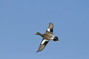 Winters Prints: American Wigeon (Anas americana) adult male, in flight, New Mexico, U. S. A. january