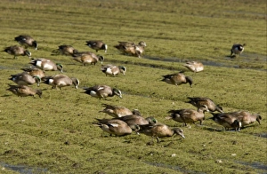 Californian Prints: American Wigeon (Anas americana) flock