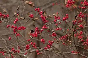 Eastern Seaboard Prints: American Winterberry (Ilex verticillata) close-up of berries