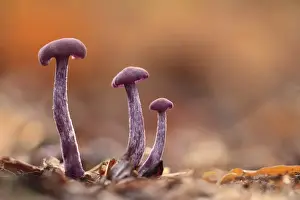 Amethyst Deceiver (Laccaria amethystea) three fruiting bodies, growing amongst leaf litter in woodland, Leicestershire, England, november