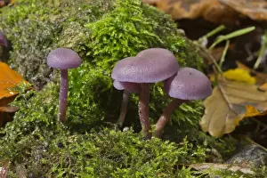 Body Prints: Amethyst Deceiver (Laccaria amethystina) fruiting bodies