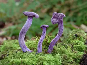 Body Prints: Amethyst Deceiver (Laccaria amethystina) fruiting bodies