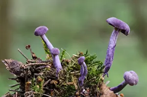 Amethyst Deceiver (Laccaria amethystina) fruiting bodies, growing from moss covered clump of woodland debris