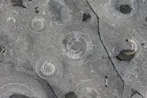 Fossilization Prints: Ammonite (Coroniceras bucklandi) fossils exposed in rock pavement