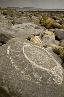 Fossilization Prints: Ammonite fossils exposed in rock on beach