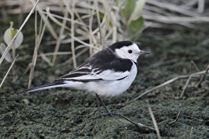 Deep Bay Prints: Amur Wagtail (Motacilla alba leucopsis) adult