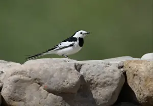 Amur Prints: Amur Wagtail (Motacilla alba leucopsis) adult male