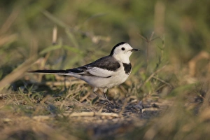 Oriental Prints: Amur Wagtail (Motacilla alba leucopsis) immature