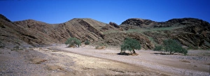 Fabaceae Prints: Ana Tree (Faidherbia albida) Namibia