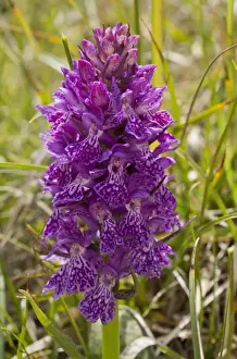 Middle East Prints: Anatolian Marsh Orchid (Dactylorhiza osmanica) flowering