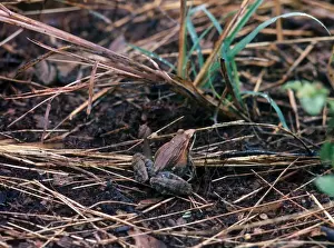 Frog Prints: Anchietas Ridged Frog or Plain Grass Frog (Ptychadena anchietae) is a species of frog in the Ranidae family found
