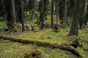 Ancient boreal coniferous forest, interior with moss covered fallen trunk in small clearing, Ryfors Forest, Jonkoping