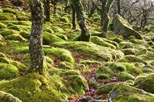Mosses Prints: Ancient Oak (Quercus sp. ) trees growing amongst moss covered boulders in moorland copse habitat